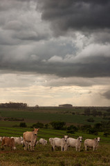 Rural field scene with cattle, storm clouds in the sky and landscape