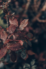 autumn leaves in the water