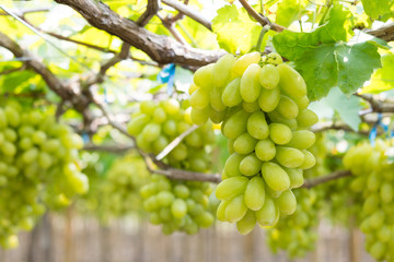 Green grapes hanging from the tree in the garden.