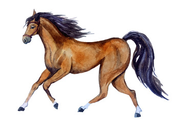 CUTE WATERCOLOR HORSE