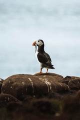 Puffin bird with fish