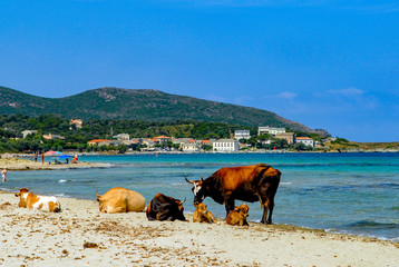 Plage de Barcaggio, Cap Corse