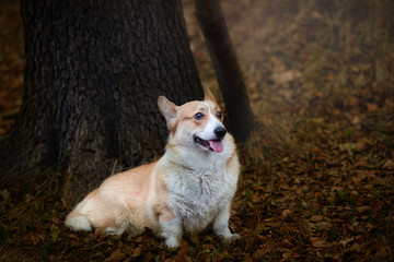 A Welsh Corgi Pembroke dog stands smiling under a tree