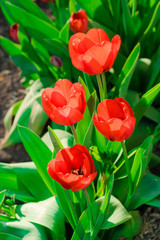 Blooming buds of red tulips in the spring season