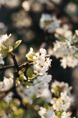 White peach blossom in spring for background or copy space for text. Abstract spring seasonal background with white flowers. 