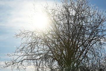 Ice on Tree in Sunshine