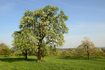 Fototapeta na wymiar Blühender Apfelbaum im Frühjahr
