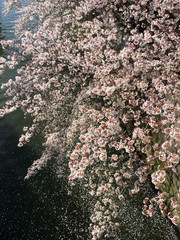 桜 sakura