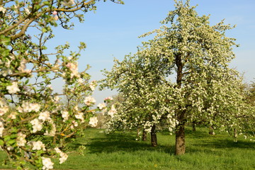 Blühender Apfelbaum im Frühjahr