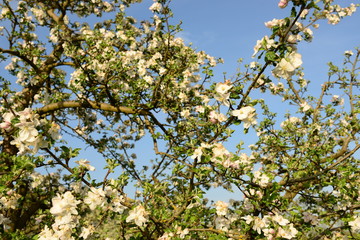 Fototapeta na wymiar Blühender Apfelbaum im Frühjahr