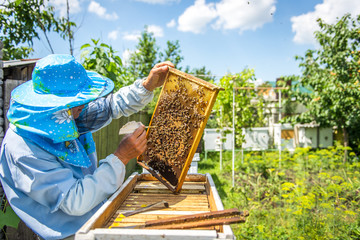 The beekeeper checks the hive