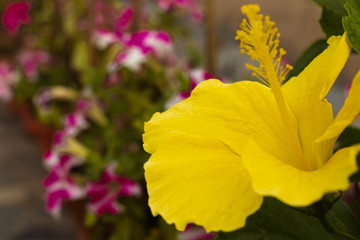 grand salute the yellow hibiscus flower