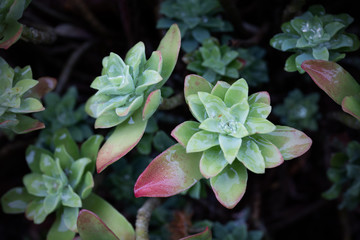 Palmer's sedum plant closeup, selective focus
