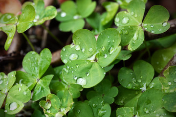 Fototapeta na wymiar Clover, close-up of the plant wet by dew. Selective focus.