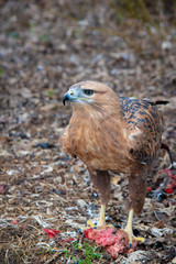 Buzzard buteo close up portrait raptor bird