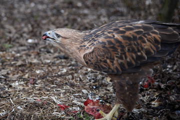 Buzzard buteo close up portrait raptor bird