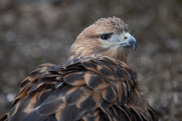 Buzzard buteo close up portrait raptor bird