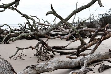 Dark, Moody Trees in Solidarity Through Neglect and After the Storms