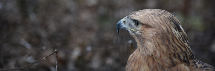 Buzzard buteo close up portrait raptor bird