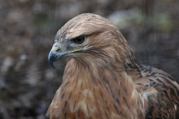 Buzzard buteo close up portrait raptor bird