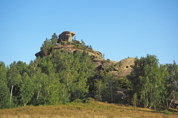 The fantastic high rock with cracks in the birch forest in the summer evening