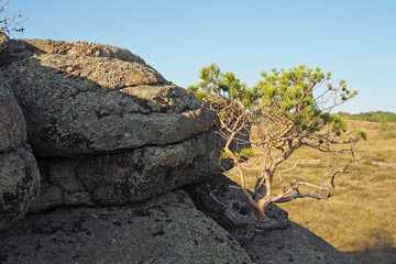 The evening landscape with the big fantastic rock with small pine tree, the far steppe, the blue clean sky 