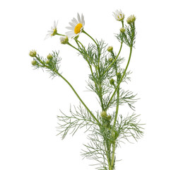 Many opened, half-opened and unopened camomile flowers and leaves on one stalk on white background