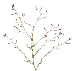 Thee branch with many unopened buds and young leaves on white background