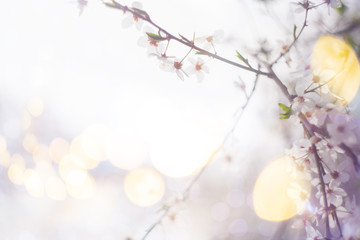 Background of blooming cherry branches in the sunlight.