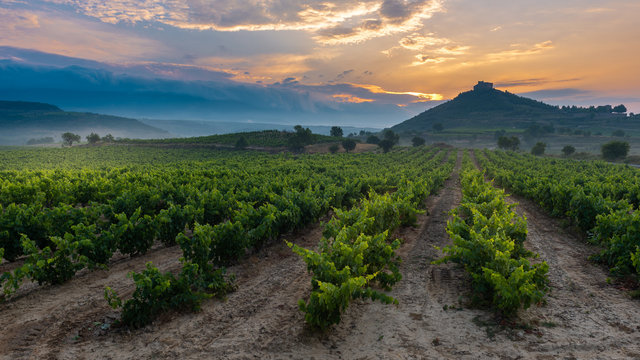 Vineyard with Davalillo castle as background at sunrise, La Rioja, Spain