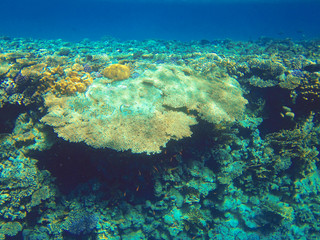 Underwater world. Coral fishes of Red sea.