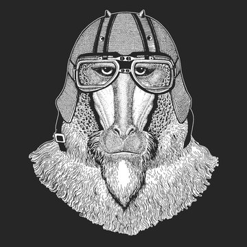 Baboon, monkey, ape. Vintage motorcycle leather helmet. Head, portrait of animal.