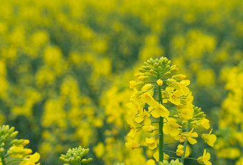 field of yellow flowers