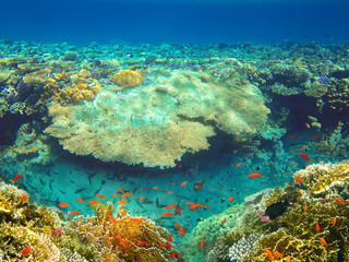 Underwater world. Coral fishes of Red sea.