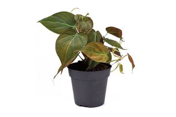 'Philodendron Hederaceum Micans', a tropical house plant with heart shaped leaves with velvet...