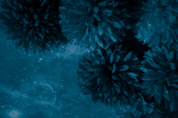 Beautiful abstract color black and blue flowers on black background and dark graphic white flower frame and blue leaves texture, blue background, colorful graphics banner 