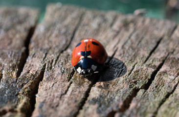 Ladybug on wood