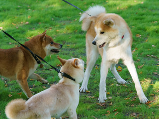 Tree husky dogs (West Siberian Laika) meeting  in the city park in sunny summer day. Concepts of...