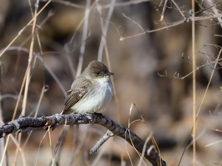 Eastern Phoebe in Spring