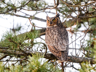 Great Horned Owl Sitting  on a Pine Tree Branch ,Portrait