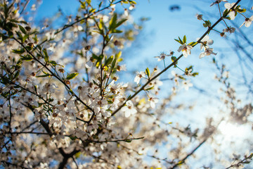 Blooming branches of cherry tree