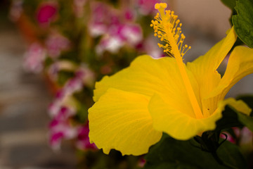 glowing yellow hibiscus flower