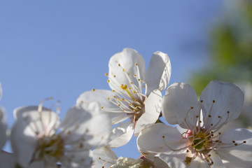 blooming cherry flower against a blue spring sky