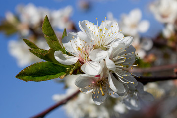 a branch with white flowers and young green leaves of a blossoming cherry tree in spring in the garden