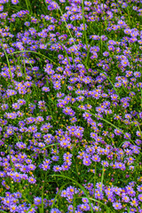 Chrysanthemums are multi-colored. Beautiful flowers. Background for greeting cards. 