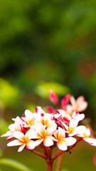welcome summer with Palash , flowers