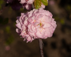 pink bud of blooming sakura in spring.