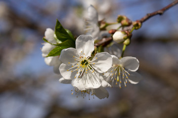 a branch with white flowers and young green leaves of a blossoming cherry tree in spring in the garden
