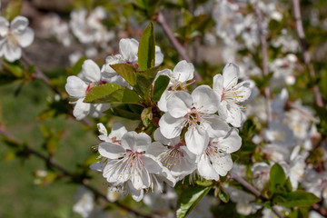 A branch with white flowers and young leaves of a blossoming cherry tree in spring in the garden.