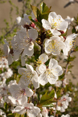 A branch with white flowers and young leaves of a blossoming cherry tree in spring in the garden.